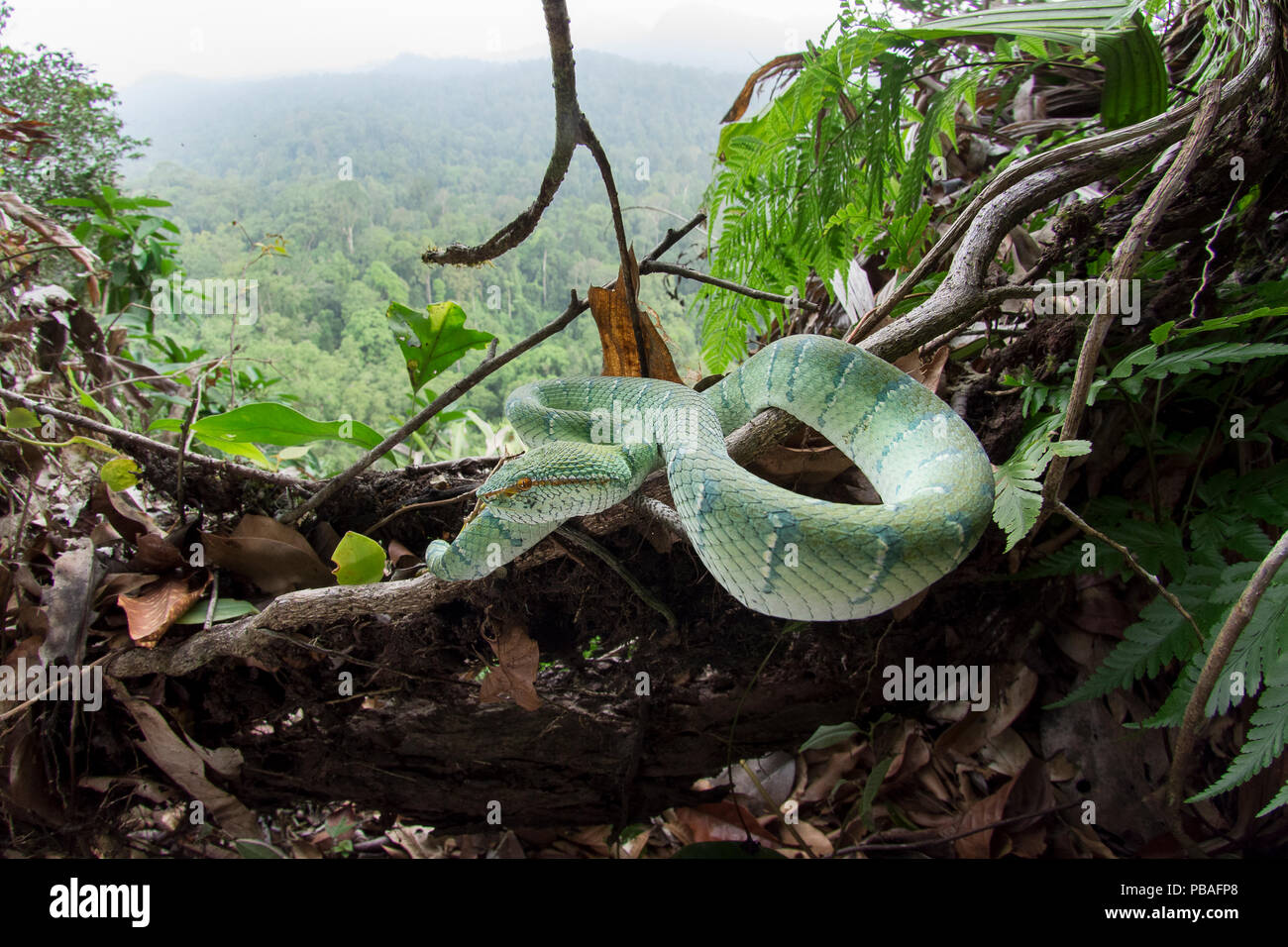 Wagler's Pit Viper (Tropidolaemus wagleri) im Nebel basking-ummantelte Wald unter Geschichte. Danum Valley, Sabah, Borneo. Stockfoto