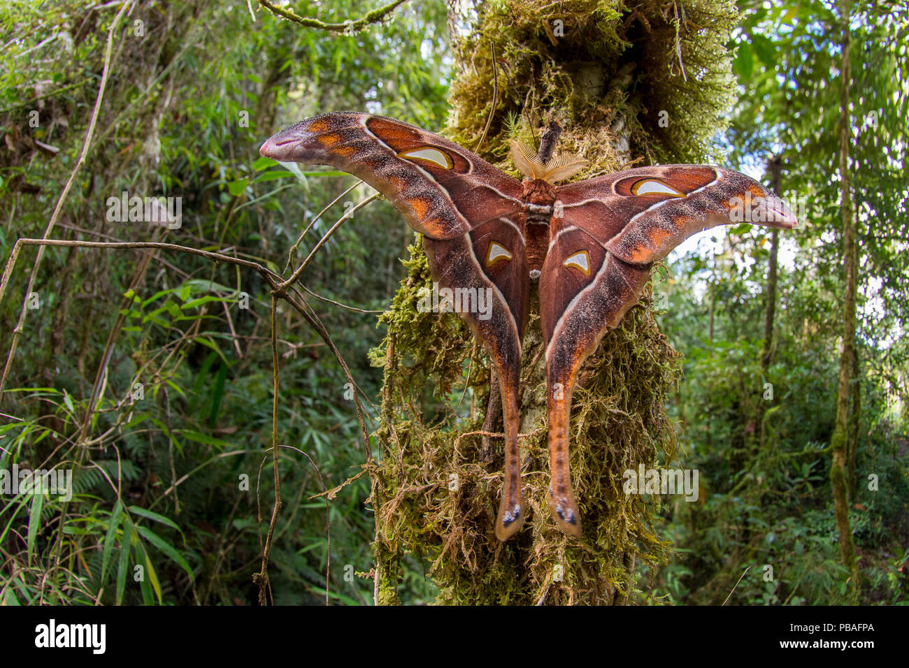 Herkules Motte (Coscinocera Hercules) entstanden erst kürzlich in Montanen rinforest. Ambua Lodge, Tari, Hela Provinz, Papua Neu Guinea. Juni Stockfoto