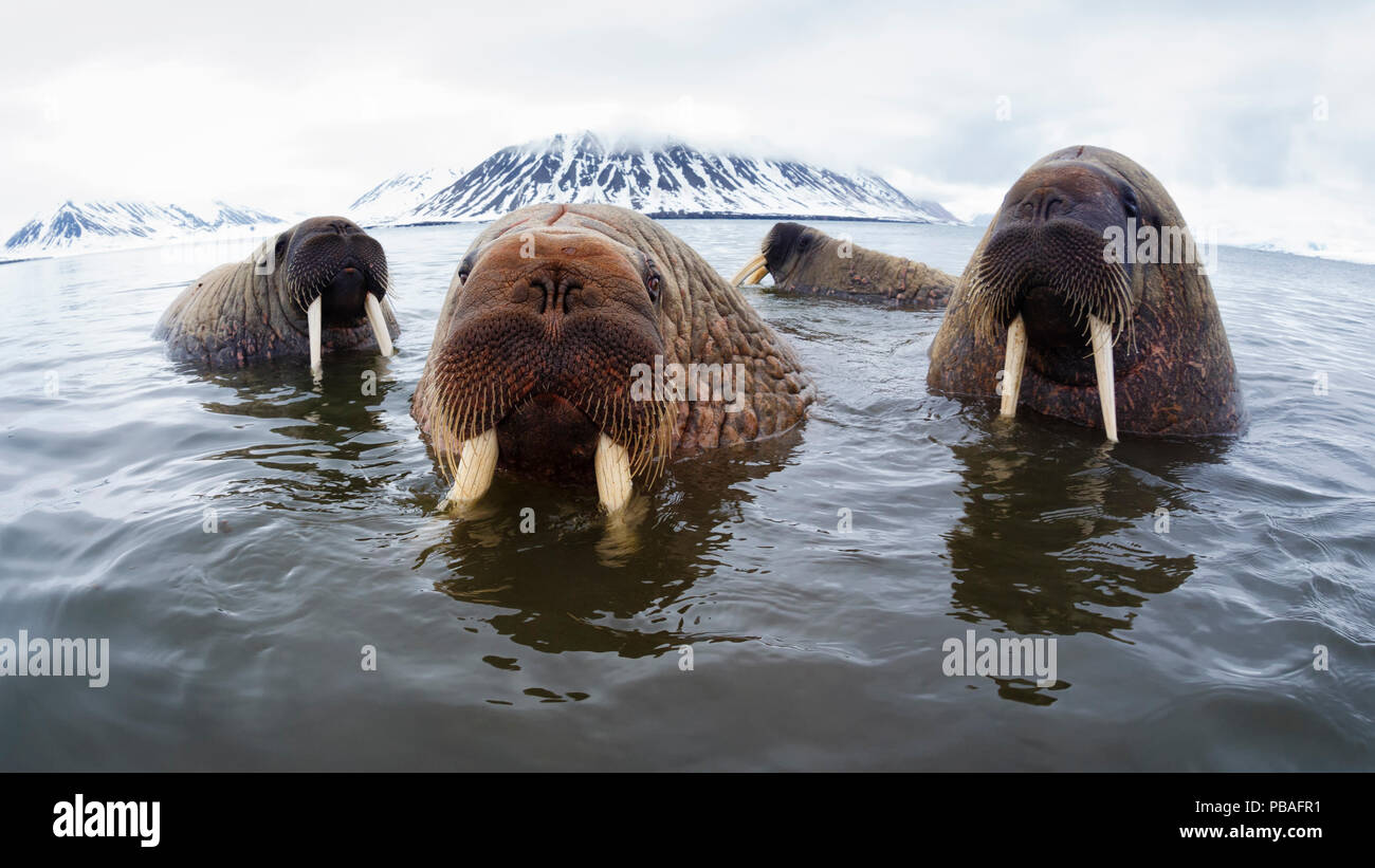 Atlantik (Odobenus rosmarus rosmarus Walrosse) hängen im flachen Wasser in Spitzbergen, Norwegen, Juni Stockfoto