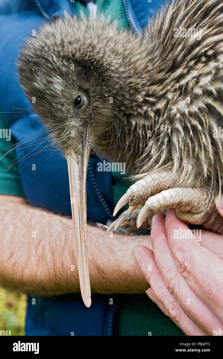 Okarito Kiwi/Rowi rowi (Apteryx) Abteilung der Erhaltung Offizier, der Inhaber von in Gefangenschaft gehaltenen Vögeln, speichern Sie die Kiwi Vertrauen, Okarito, Südinsel, Neuseeland, Juni 2009, gefährdete Arten Stockfoto