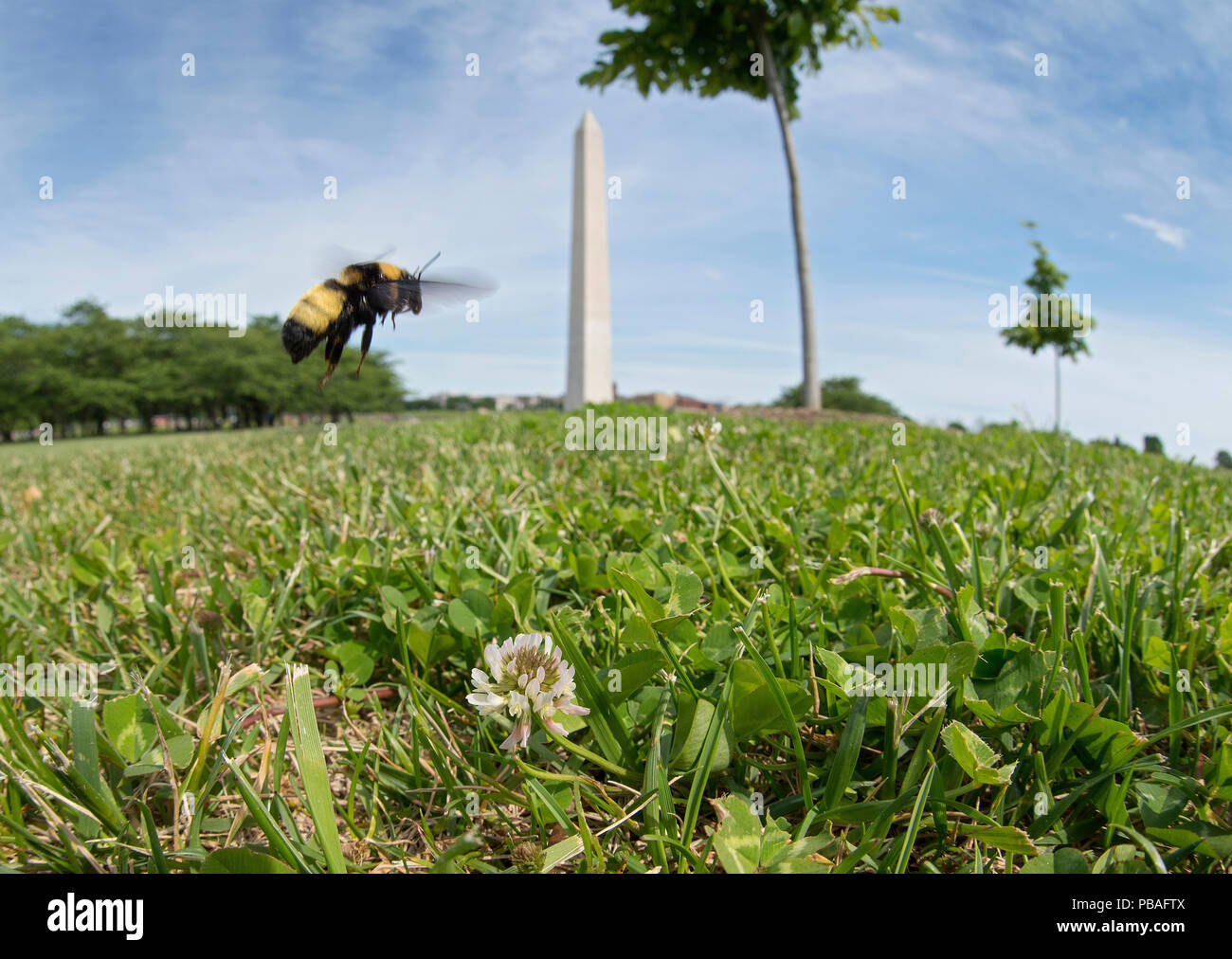 Schwarz und gold Hummel (Bombus auricomus) fliegt vor dem Washington Monument auf der National Mall in Washington DC, USA. Stockfoto