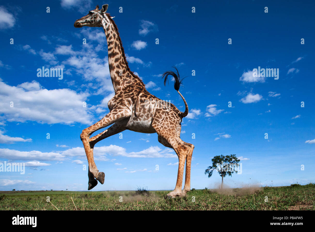 Maasai Giraffe (Giraffa Camelopardalis tippelskirchi) Weg läuft erschrocken - entfernte Kamera Perspektive. Masai Mara National Reserve, Kenia. Stockfoto