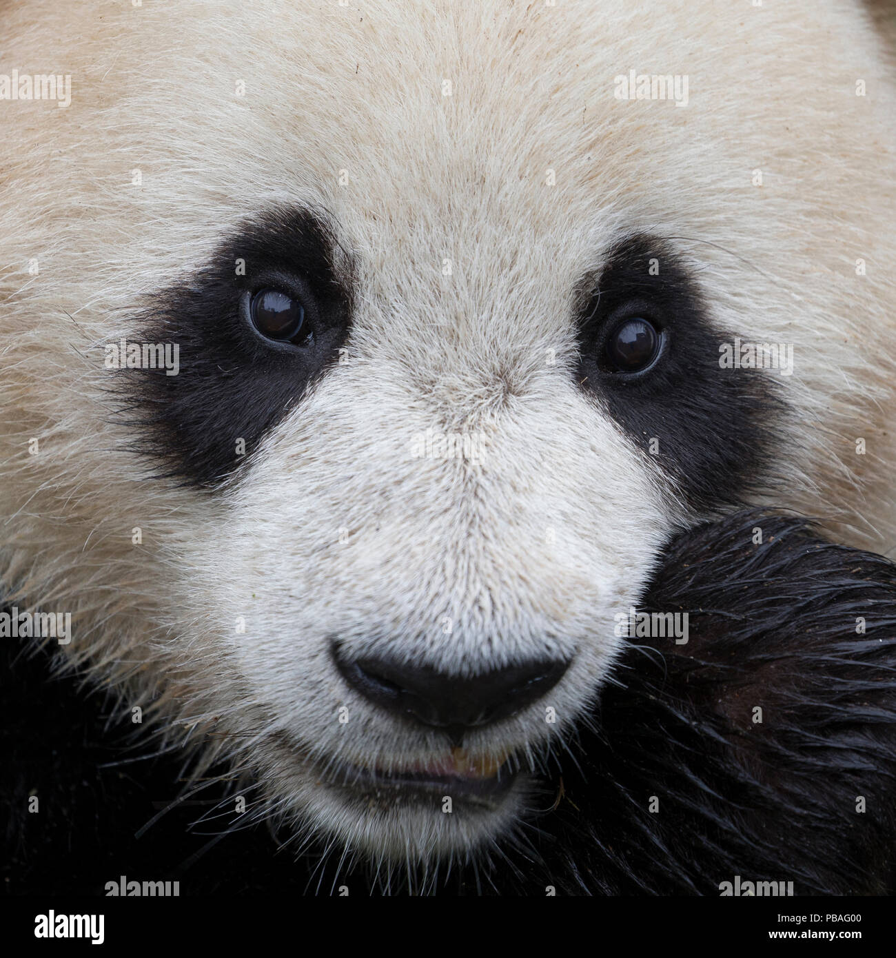 Panda (Ailuropoda lalage) Gesicht Nahaufnahme unverlierbaren, China Stockfoto