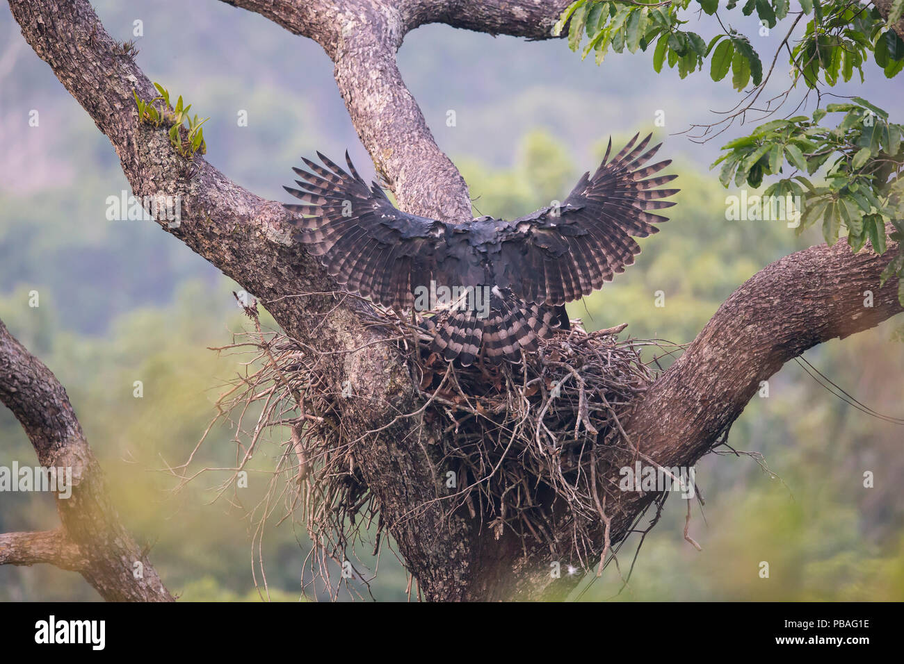 Harpyie (Harpia harpyja), weibliche Landung mit monkey Beute im Nest, Carajas Nationalpark, Amazonas, Brasilien. Stockfoto