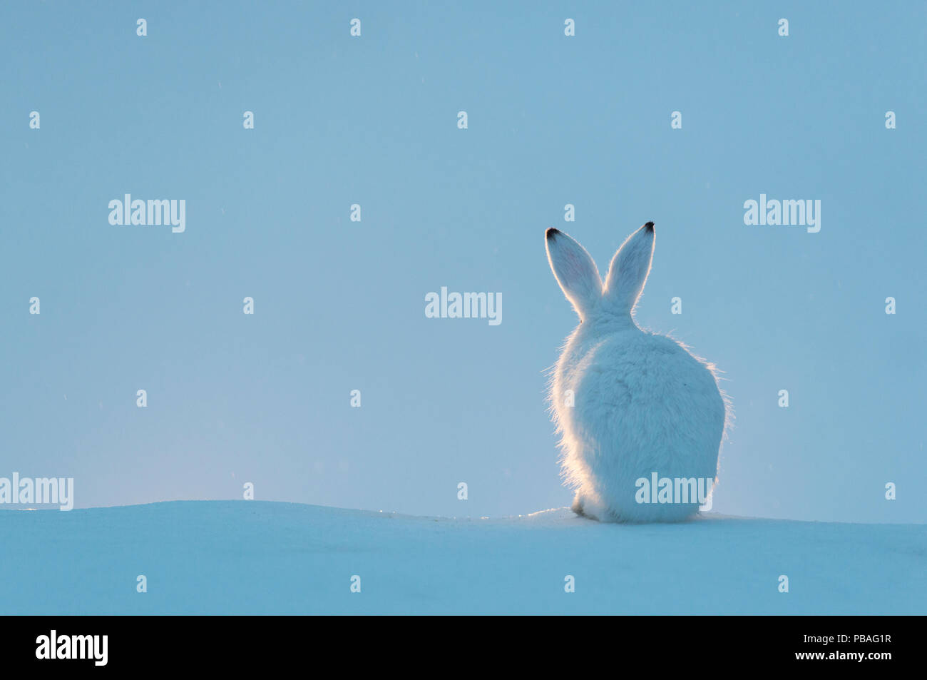 Schneehase (Lepus timidus) Vauldalen, Norwegen, April Stockfoto