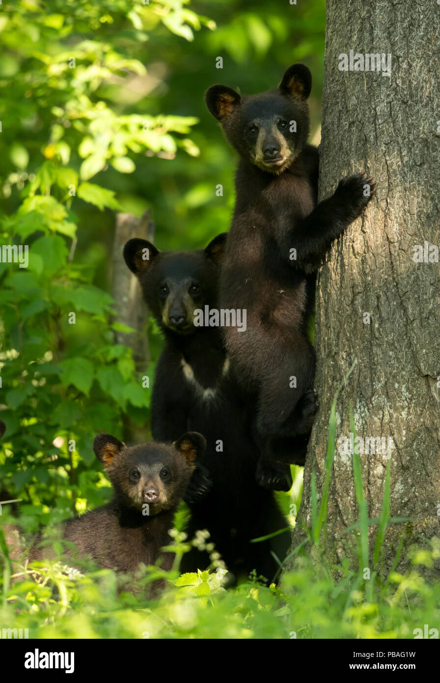 Schwarzbären (Ursus americanus) drei Jungtiere, Klettern, Minnesota, USA, Juni Stockfoto