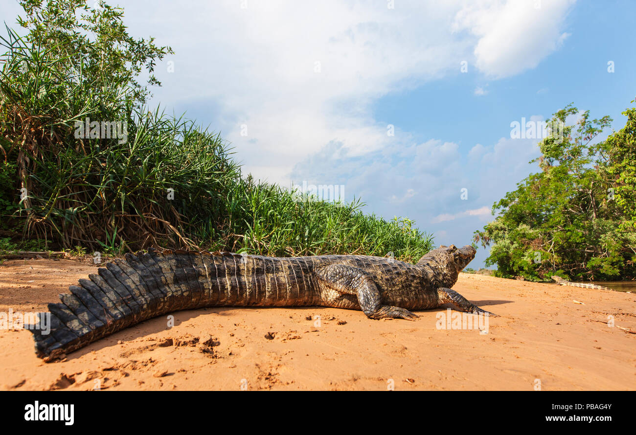 Yacare Kaimane (Caiman yacare) Sonnenbaden auf den River Bank, Pantanal, Brasilien Stockfoto