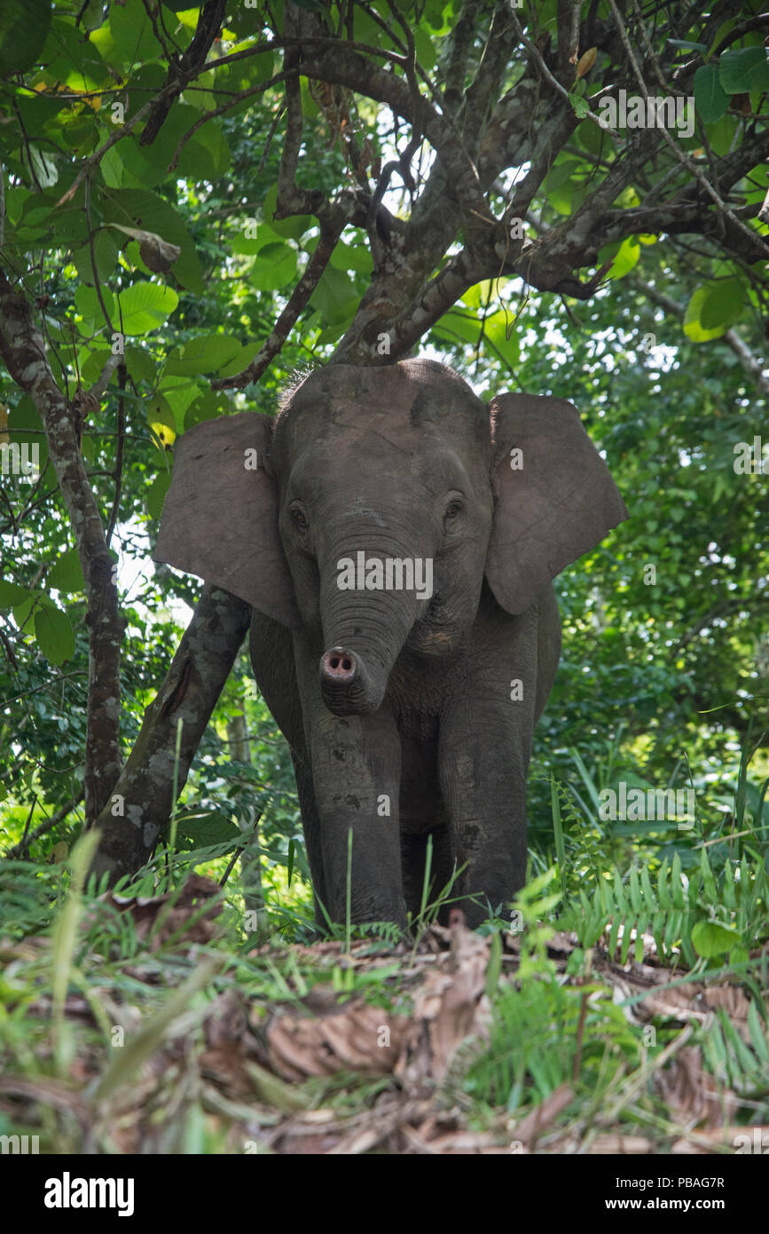 Bornesischen Pygmy Elefanten (Elephas maximus Borneensis) Sabah, Borneo. Stockfoto