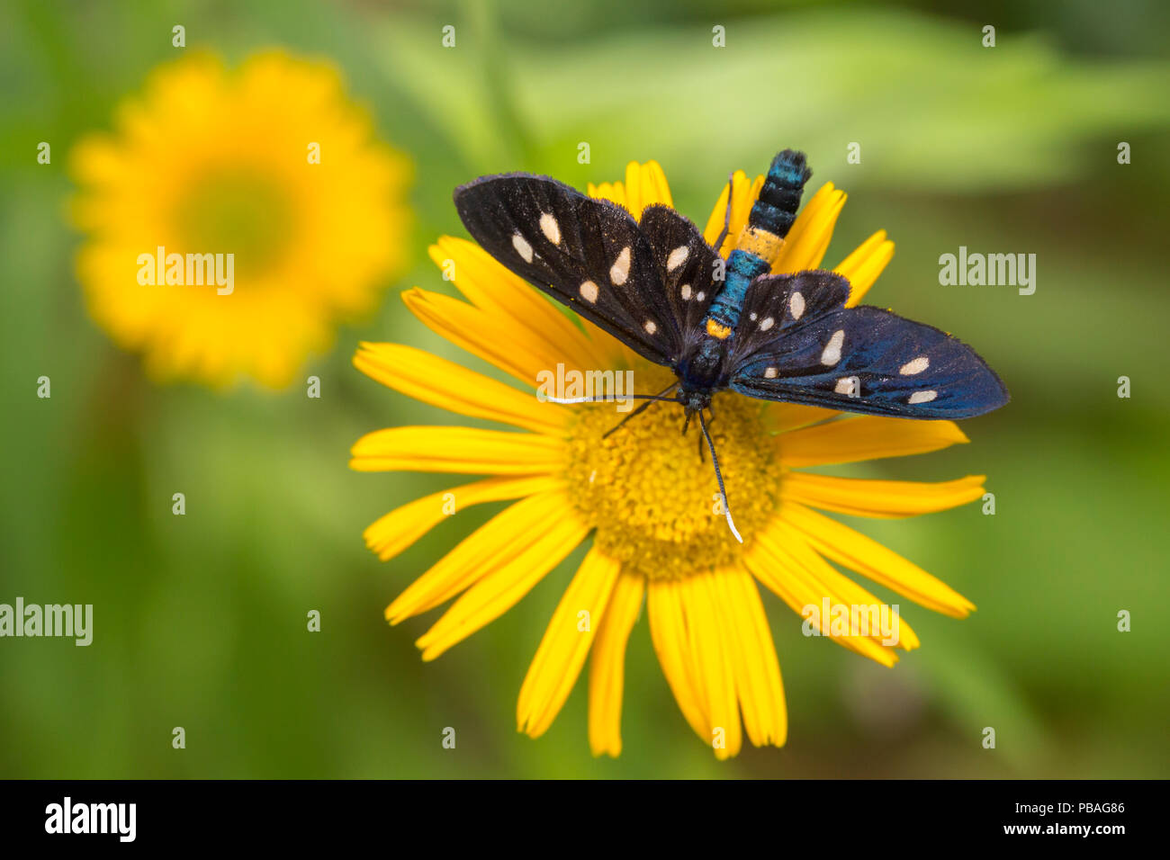 Neun - gefleckte Motte (Amata phegea) Ernährung von einem Arnika (Arnica montana) Nationalpark Triglav, Julische Alpen, Slowenien. Juli. Stockfoto