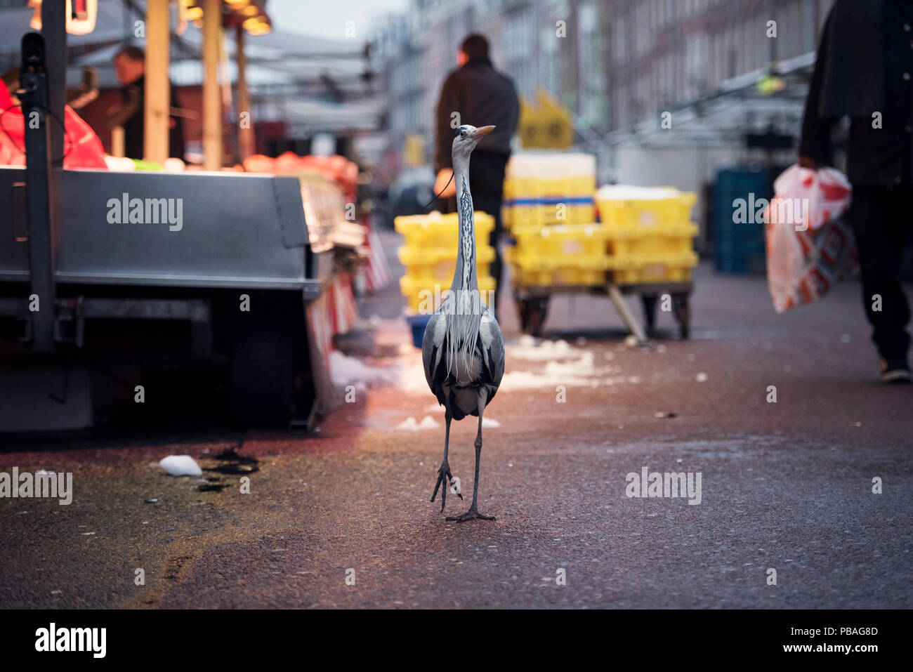 Graureiher (Ardea cinerea) in der städtischen Umwelt, Amsterdam, Niederlande. Februar Stockfoto