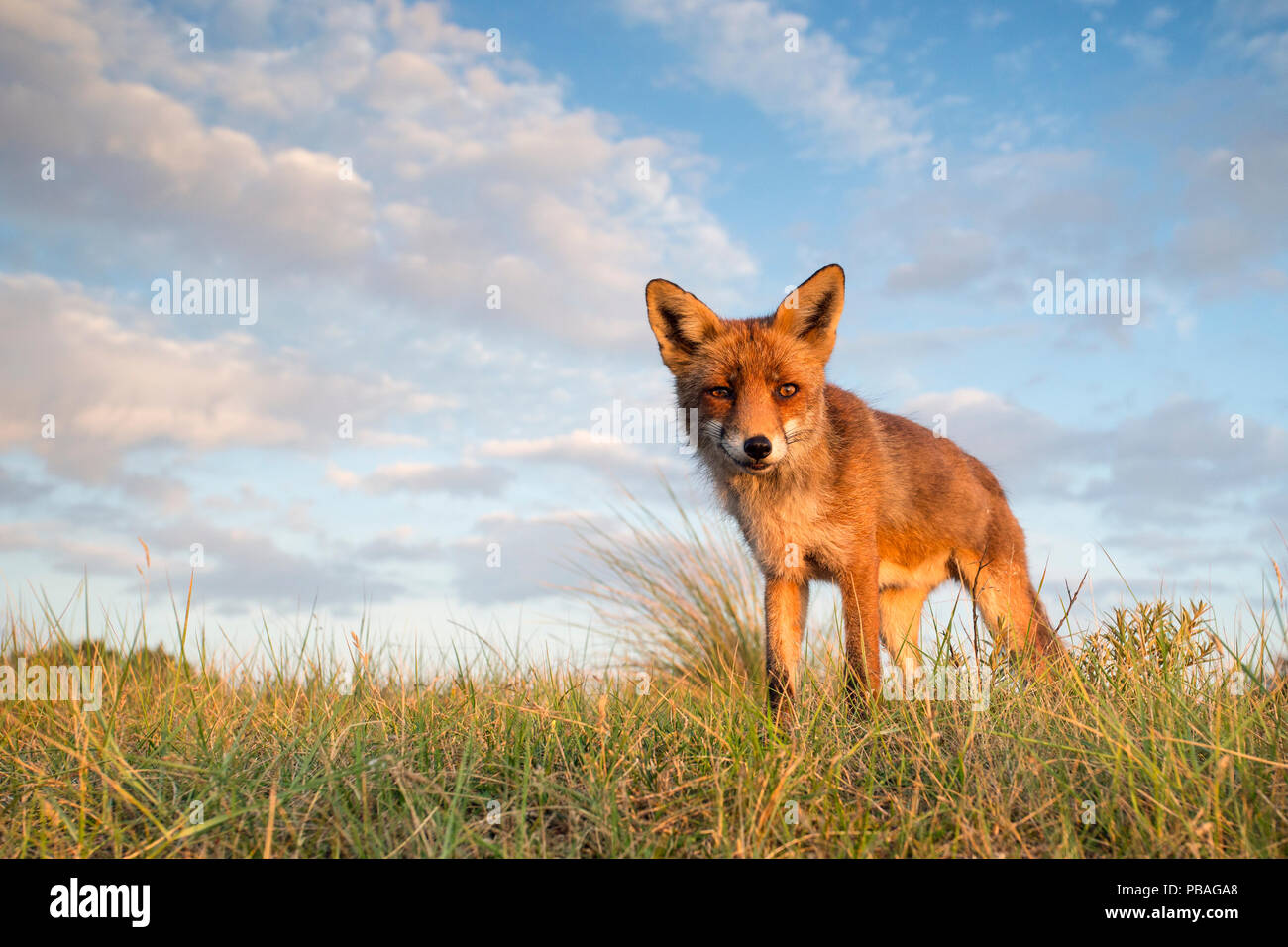 Red Fox (Vulpes vulpes) im Grünland, Niederlande, Juli. Stockfoto