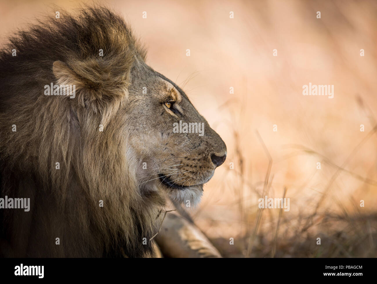 Löwe (Panthera leo) Profil Portrait von männlichen, South Luangwa, Sambia. Oktober Stockfoto