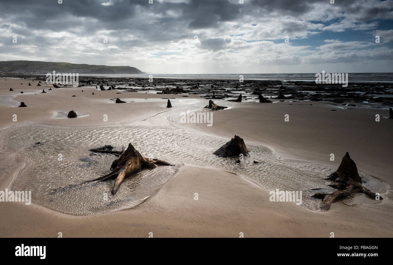 Wald Bäume und Torf, die durch das Meer nach der letzten Eiszeit bedeckt waren, am Strand bei Ebbe, Borth, Wales ausgesetzt. September. Stockfoto