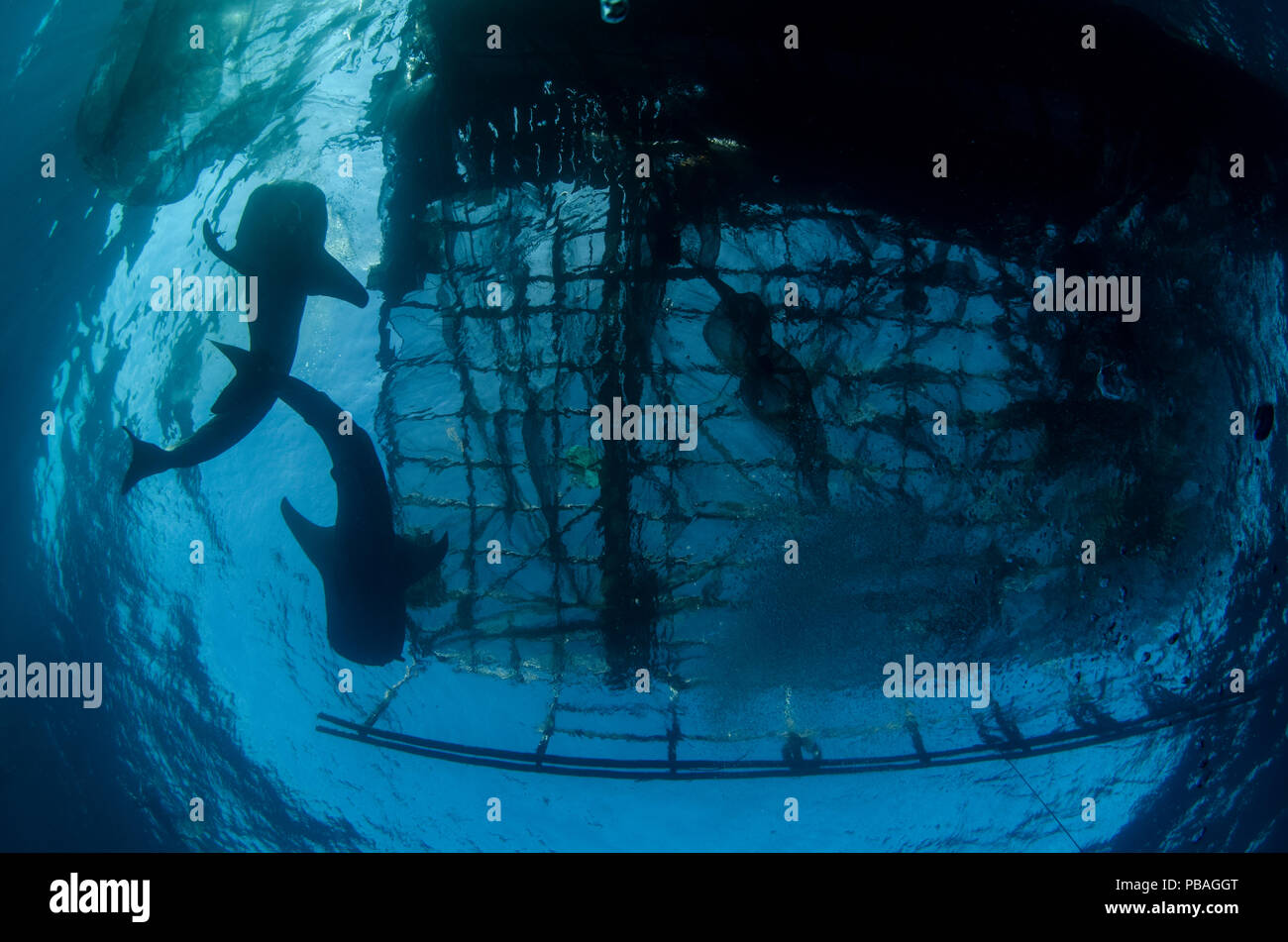 Walhaie (Firma IPCON typus) Ernährung in Bagan (Floating angeln Plattform) Cenderawasih Bay, West Papua, Indonesien. Bagan Fischer siehe Walhaie so viel Glück, und oft füttern Köderfisch. Dies ist nun die Entwicklung in eine touristische Attraktion Stockfoto