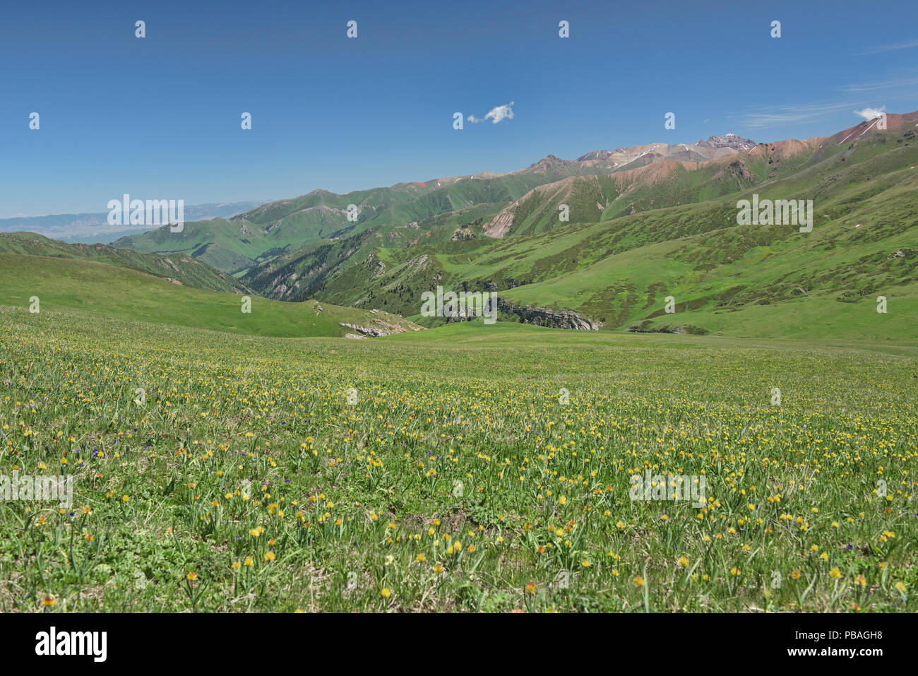 Felder mit Wildblumen auf dem alpinen Keskenkija Trek, Jyrgalan, Kirgisistan Stockfoto