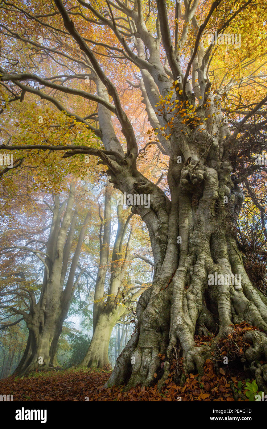 Alte Buche (Fagus sylvatica), Lineover Holz, Gloucestershire, UK. Der zweitgrößte Buche in England. November. Stockfoto