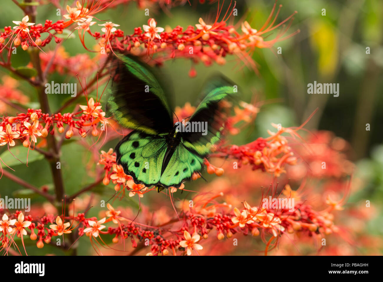 Cairns birdwing Butterfly (Ornithoptera euphorion) an der roten tropische Blumen, Queensland, Australien. Stockfoto
