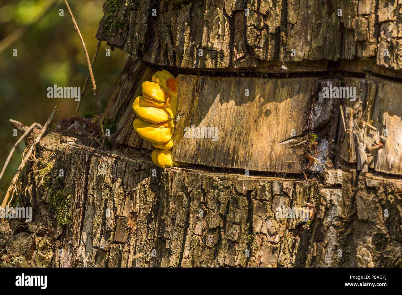 Gelbe Pilze auf girdled Baum, wo die Rinde werden sollte. Halterung Pilze oder Regal Pilze wächst in verschiedenen Größen Tiers und größer als dieser neuen. Stockfoto