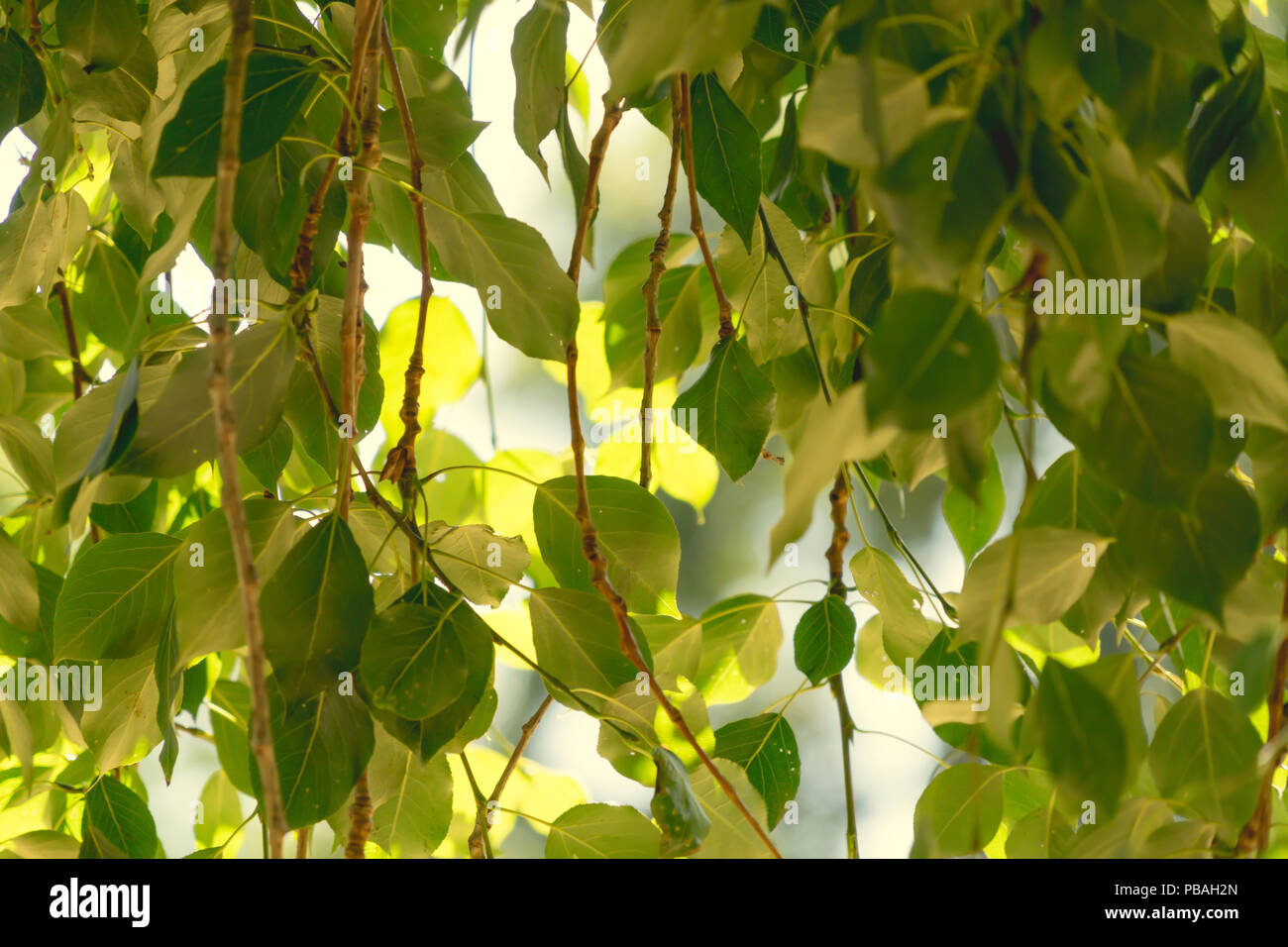 Grün pastell Blätter gegen den frühen Morgen Sonne, Hintergrund, Muster und Strukturen, abstrakten Stockfoto