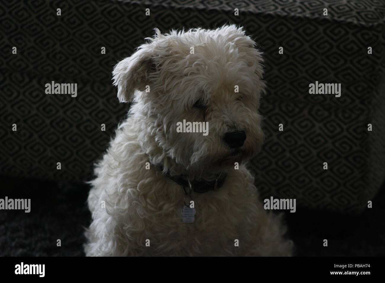Männliche schnoodle saßen und wunderschön mit dunklem Hintergrund isoliert. Stockfoto