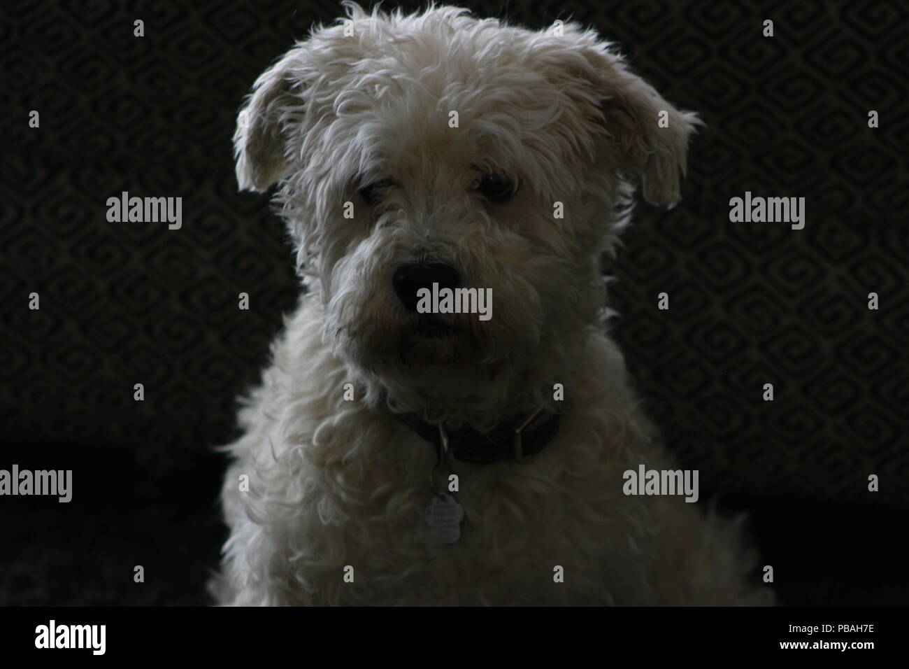 Männliche schnoodle saßen und wunderschön mit dunklem Hintergrund isoliert. Stockfoto