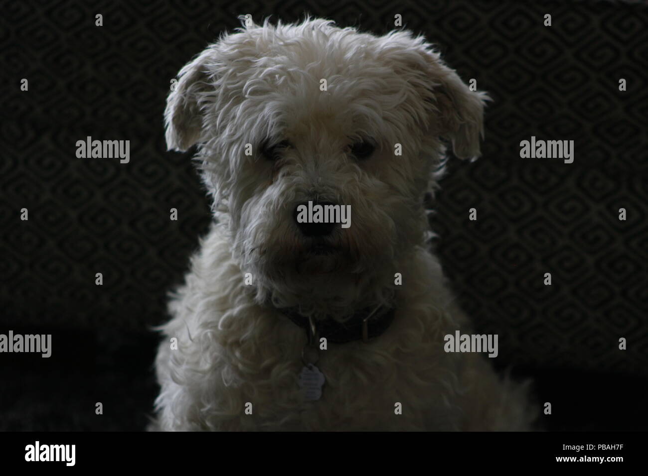 Männliche schnoodle saßen und wunderschön mit dunklem Hintergrund isoliert. Stockfoto