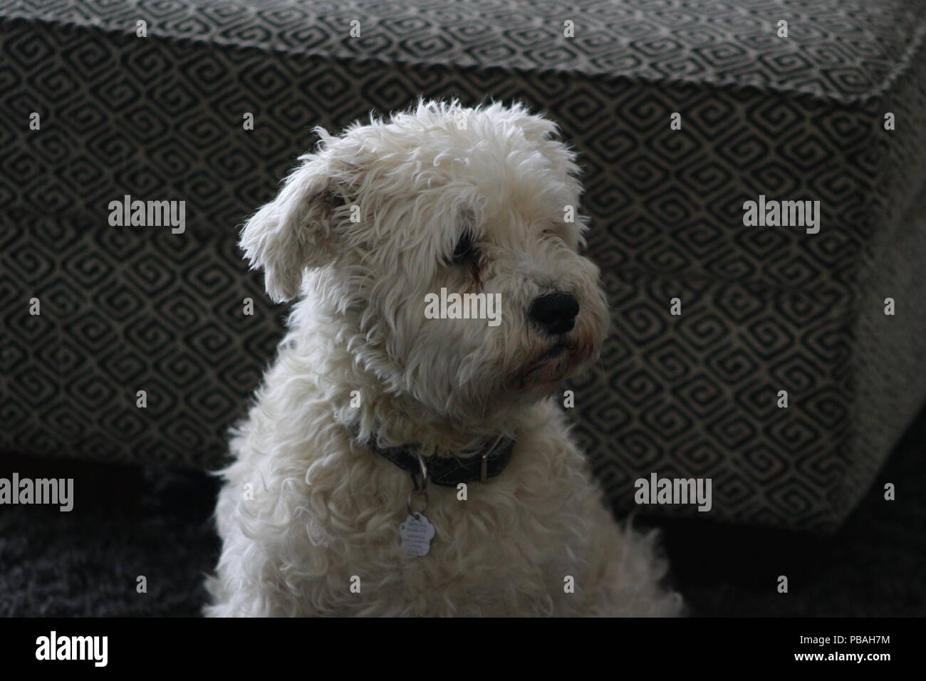 Männliche schnoodle saßen und wunderschön mit dunklem Hintergrund isoliert. Stockfoto