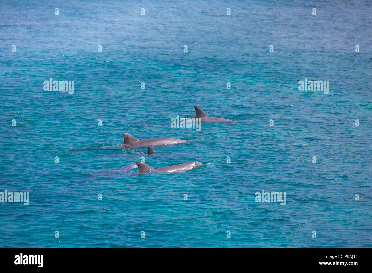 Tropische Meer und Delphine. Meer Wildlife, Malediven marine Natur. Delphine schwimmen Stockfoto