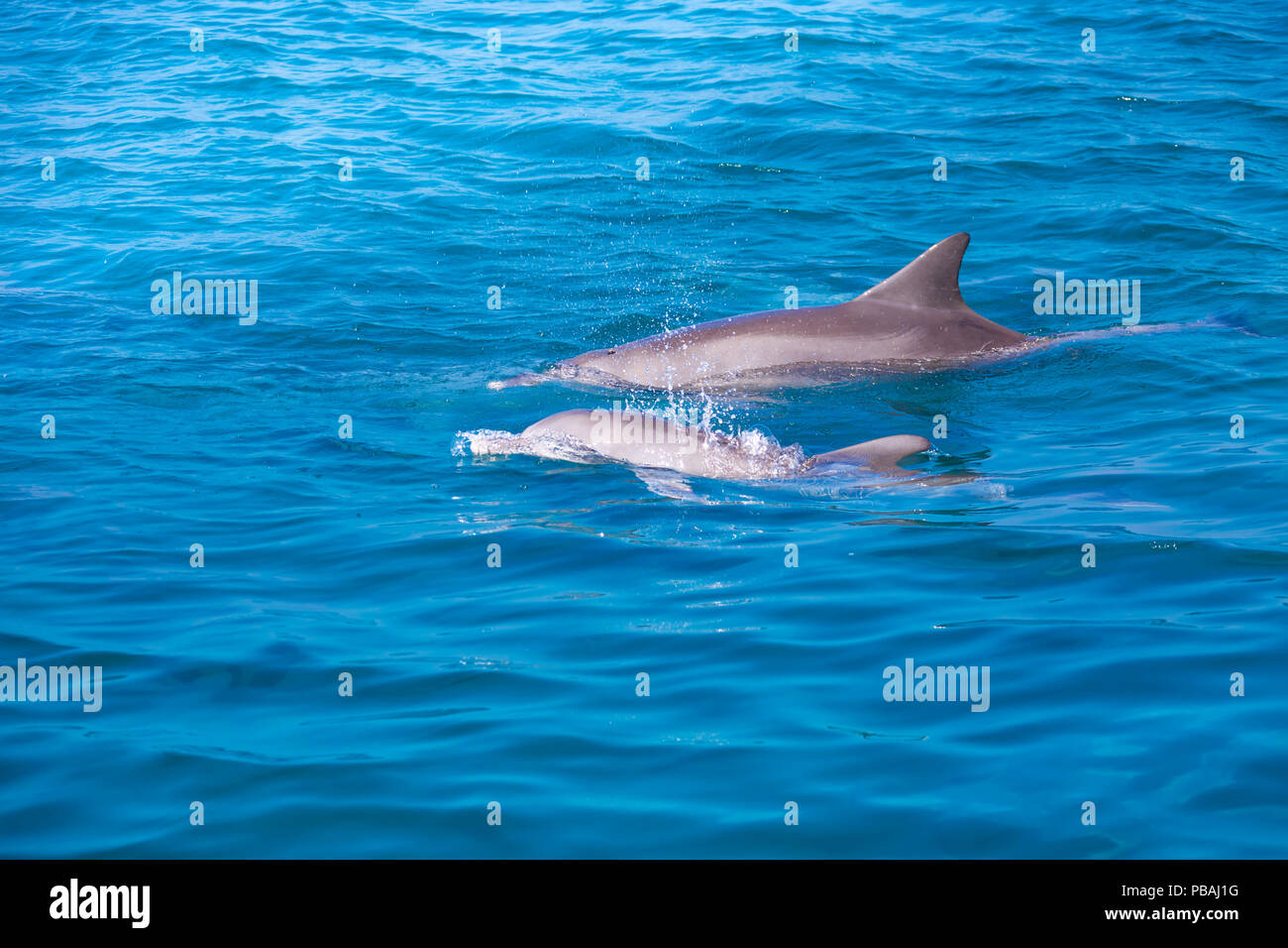 Tropische Meer und Delphine. Meer Wildlife, Malediven marine Natur. Delphine schwimmen Stockfoto