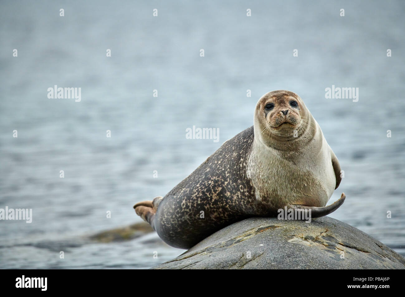 Harbour seal, Phoca vitulina, ruht auf einem Felsen oder Spitzbergen, Svalbard, Europa Stockfoto