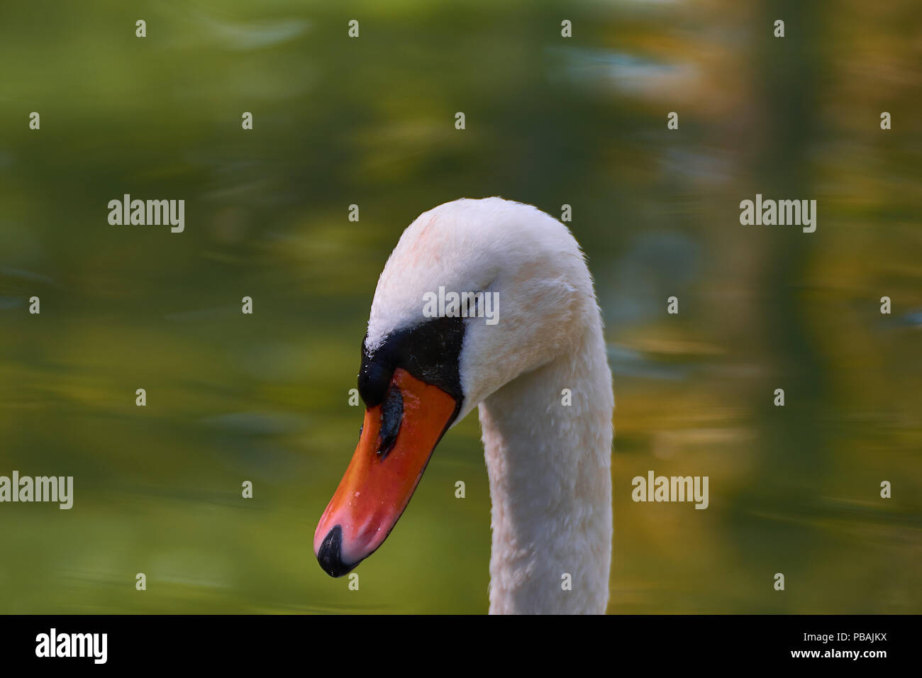 Kopf eines weißen Schwans Stockfoto Kopf eines weißen Schwans Stockfoto
