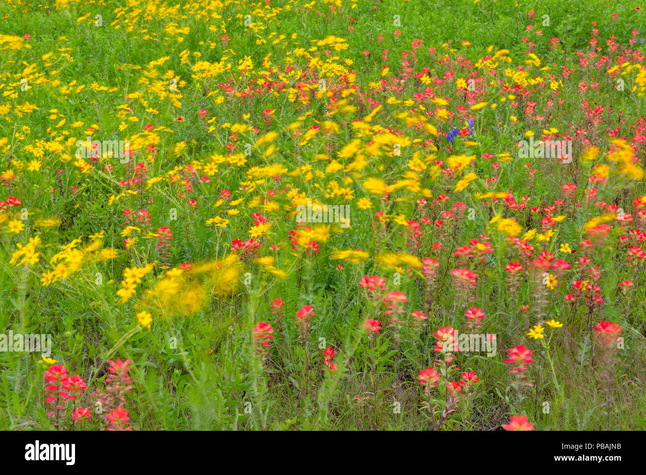 Das späte Frühjahr wildflower Anzeige mit feuerrad, Englemann Daisy und Pinsel, Johnson City, Texas, USA Stockfoto