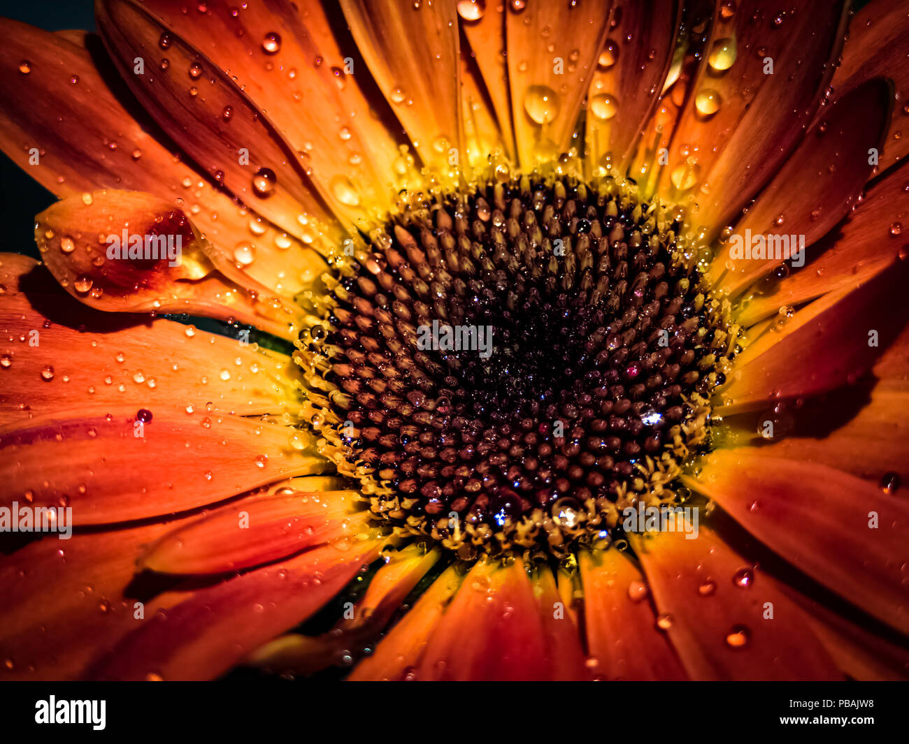 Makroökonomische Bild des Herzens einer Sonnenblume nach Morgen Regen Stockfoto