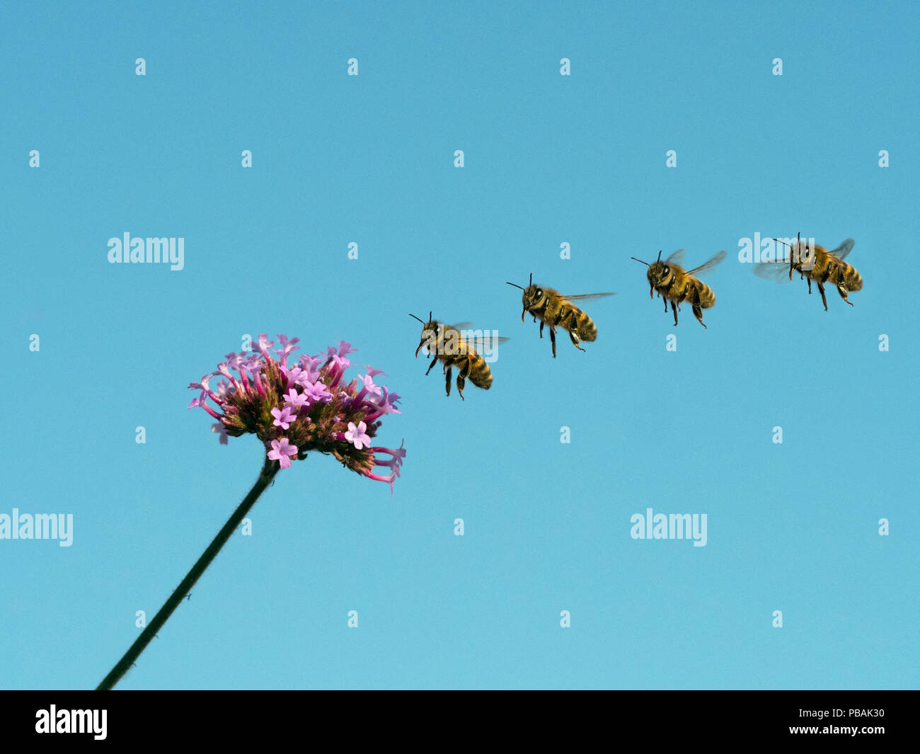 Flug Abfolge der Honigbiene Apis mellifera Arbeitnehmer Fütterung auf Garten eisenkraut Blumen Stockfoto