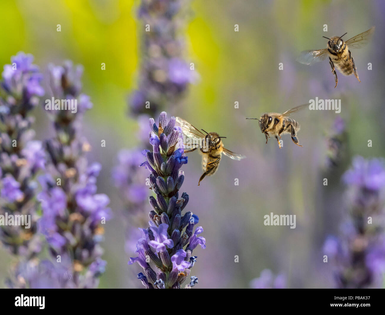 Honigbiene Arbeitnehmer Apis Mellifera Fütterung auf Garten Lavendel Stockfoto