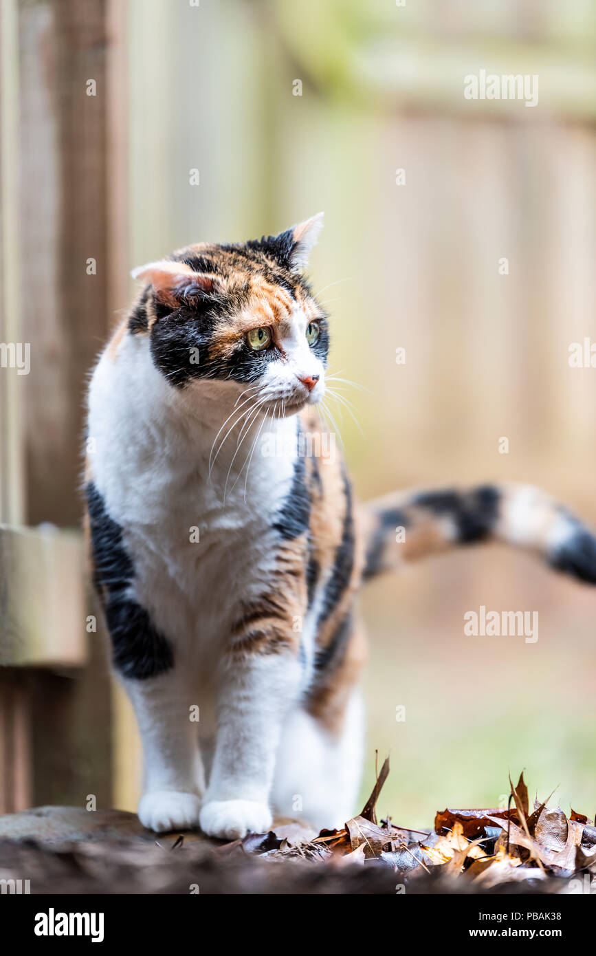 Closeup Profil von Calico Cat, neugierig, erkunden, auf der Suche Seite in der Nähe Holzzaun Haus und Garten im Hinterhof mit Ohren flach erschrocken, drehte unten Stockfoto
