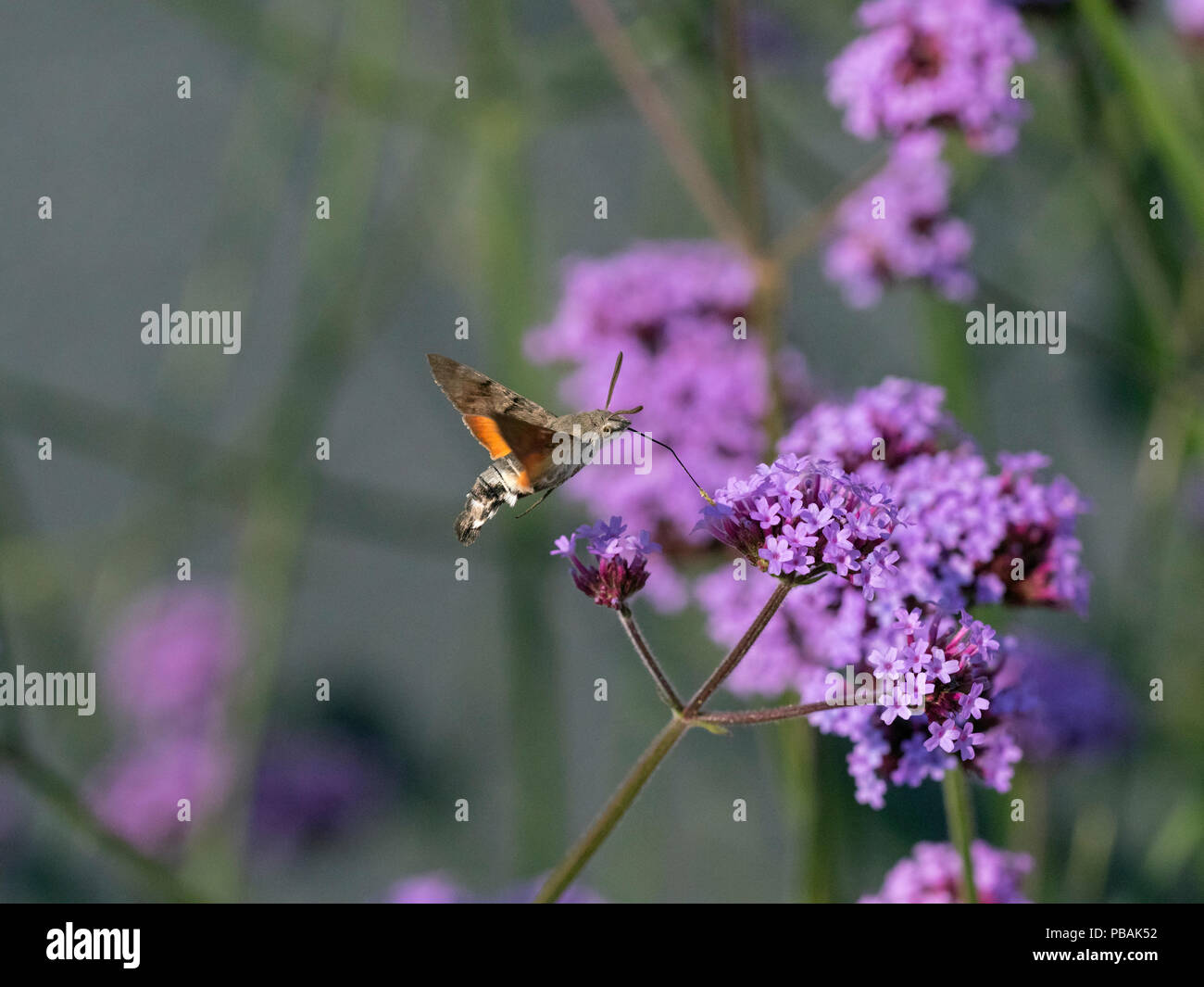 Hummingbird Hawk moth Macroglossum stellatarum im Flug Fütterung Eisenkraut Stockfoto