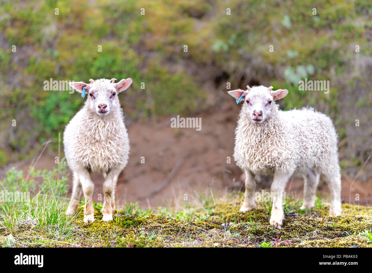 Zwei junge weiße Lamm, isländischen Schaf stehend, auf grünem Gras Weide am Bauernhof Feld posiert, Hill in Island Stockfoto