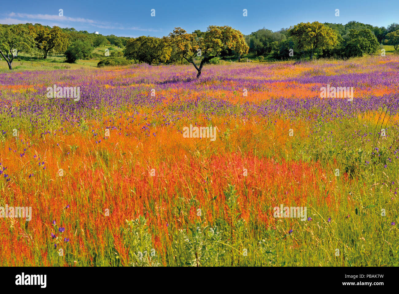 Korkeichen umgeben von grünen Feld mit wilden rosa und gelbe Blumen Stockfoto