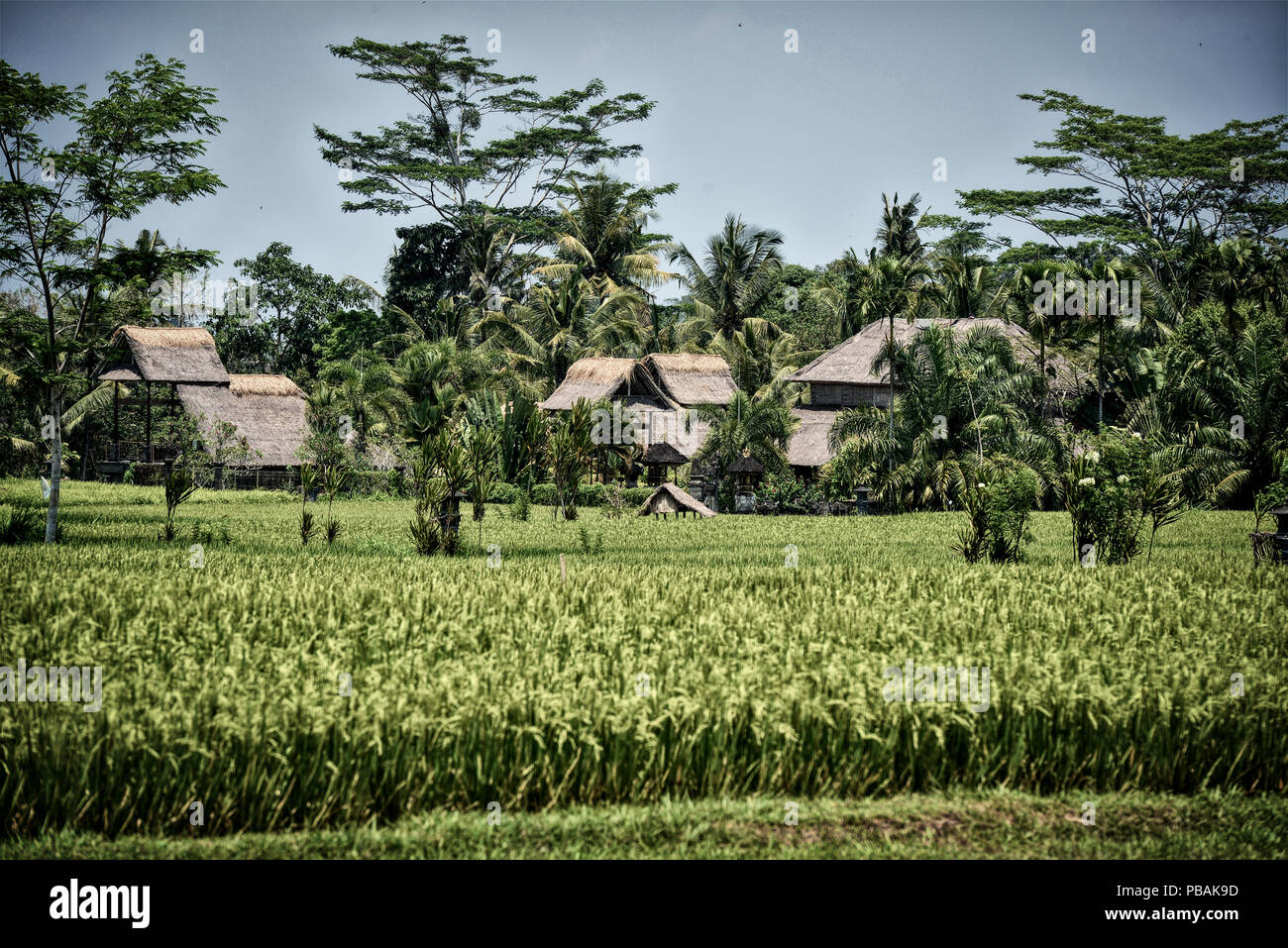 Terraced Rice Fields in Bali, Indonesien Stockfoto
