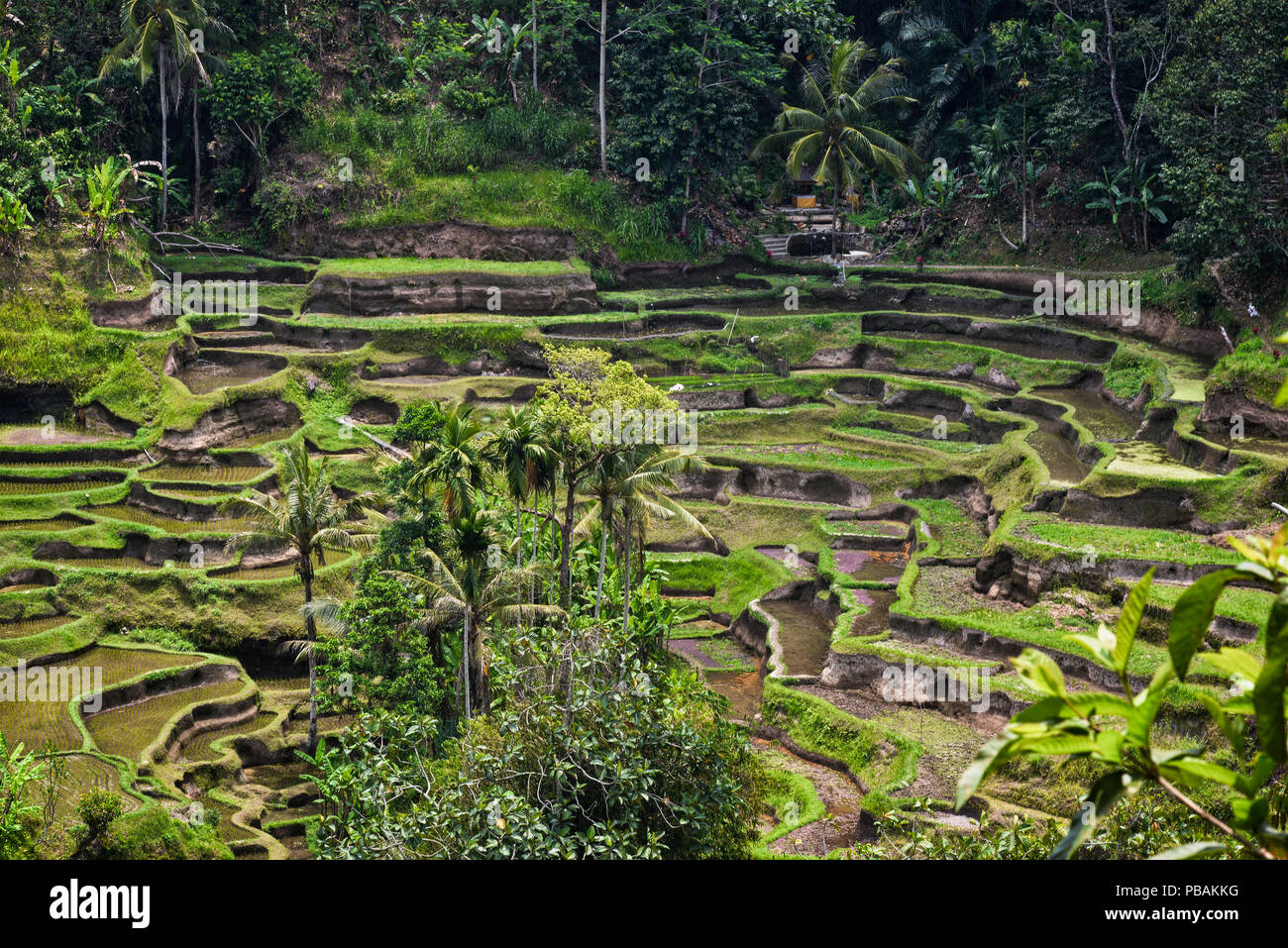 Terraced Rice Fields in Bali, Indonesien Stockfoto