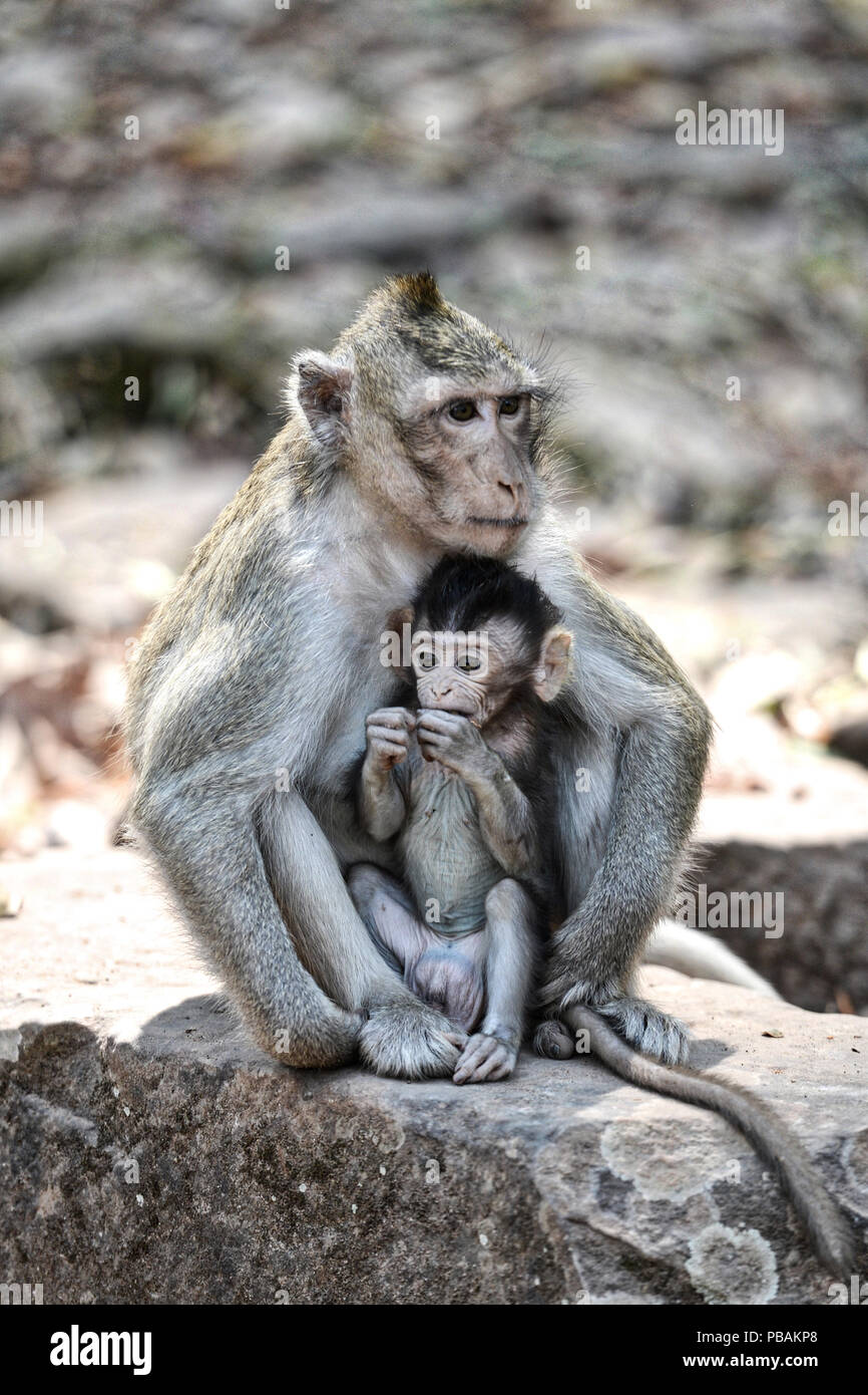 Wilde Affen in Kambodscha Stockfoto