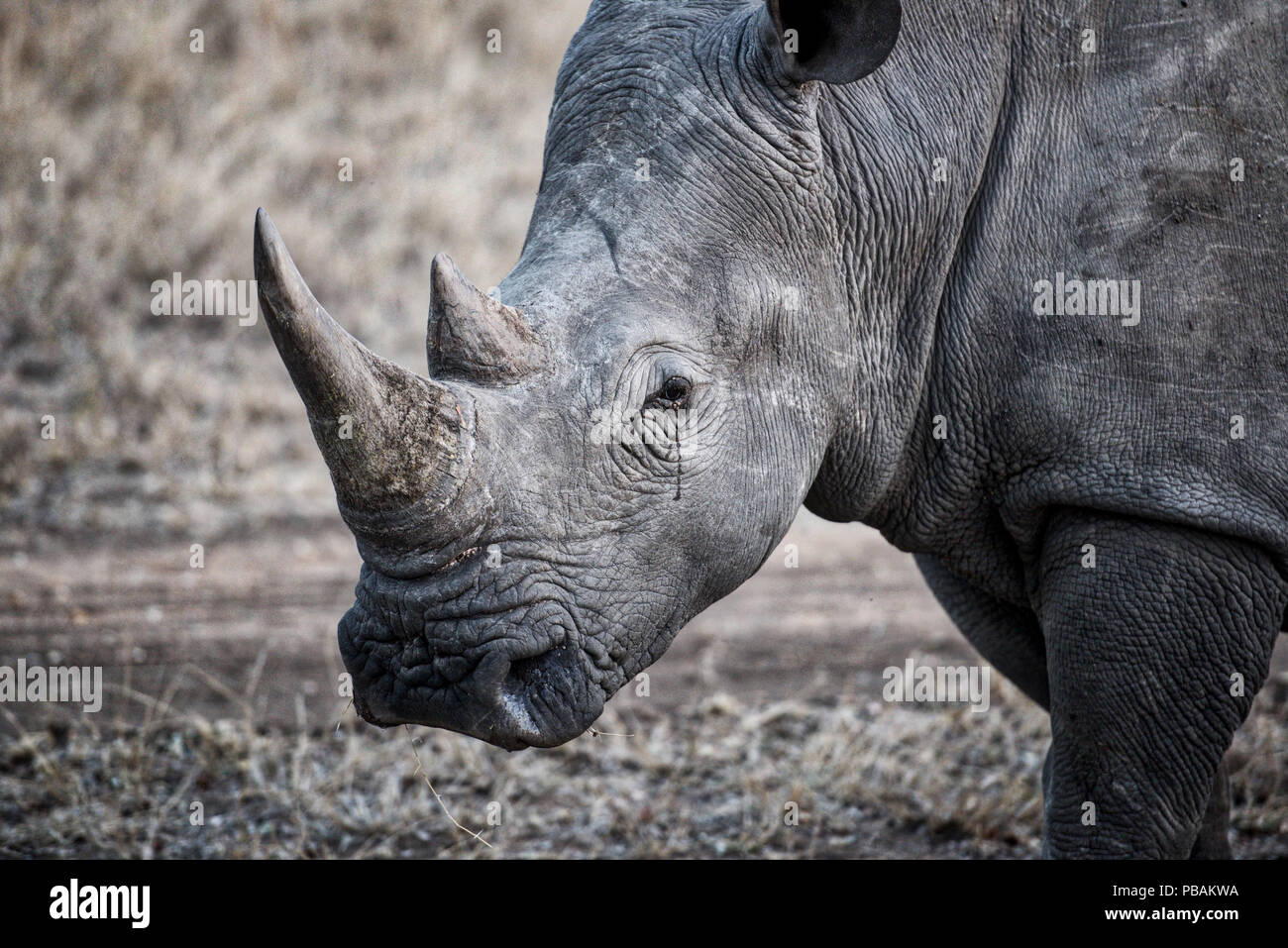 Weltliche Wildlife Stockfoto