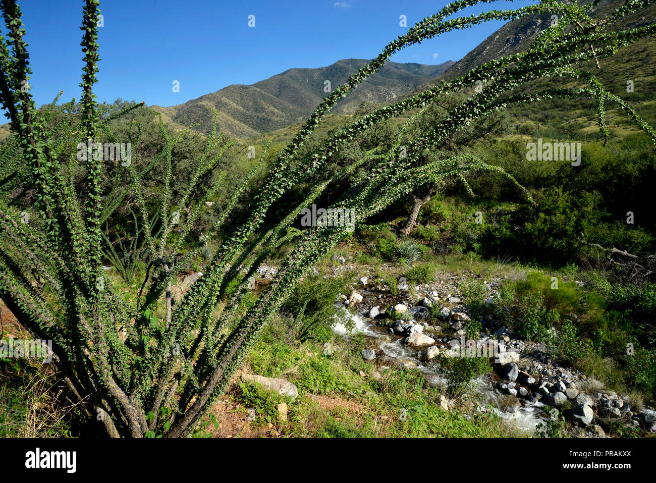 Monsunregen schwillt an einem Bach in der Nähe von Florida Canyon, Sonoran Wüste, Coronado National Forest, Santa Rita Mountains, Sahuarita, Arizona, USA. Stockfoto