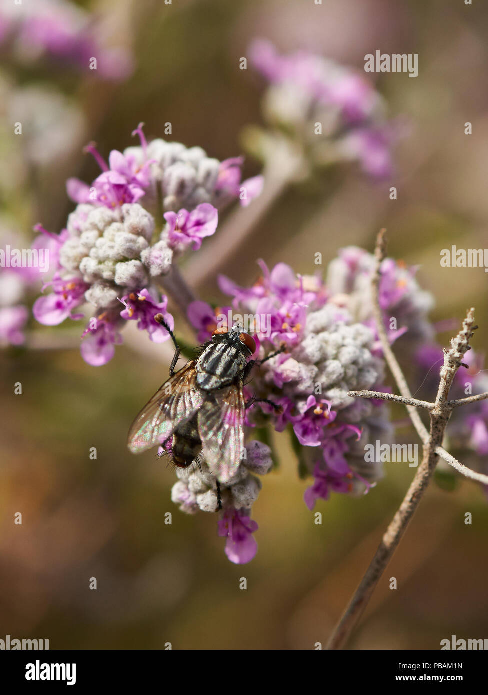 Makro Detail eines schwarzen Fliegen über Filzige germander (Teucrium capitatum) rosa Blumen in Ses Salines Naturpark (Formentera, Balearen, Spanien) Stockfoto