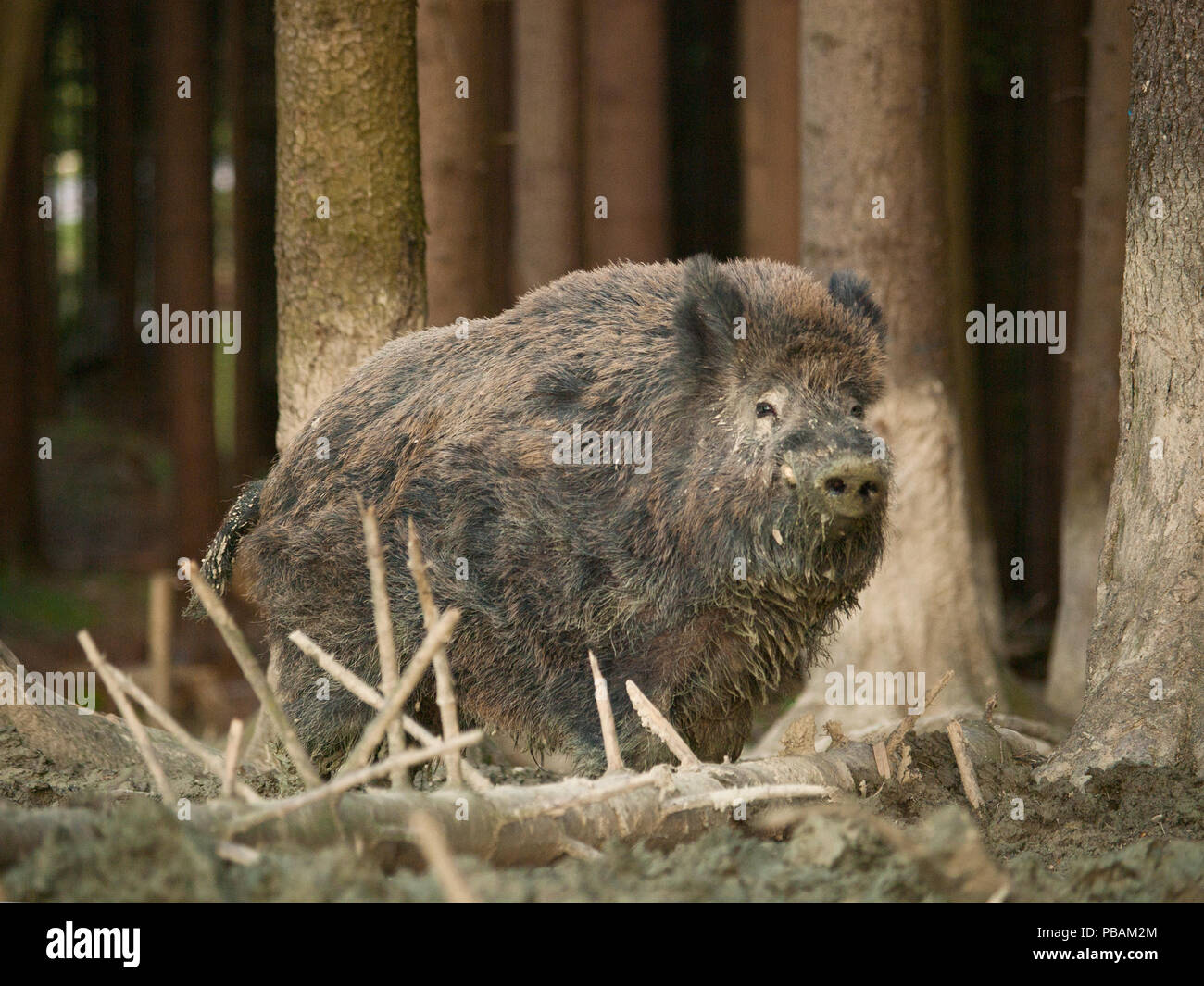 Sus scrofa scrofa - Wildschwein im Herbst Wald Stockfoto