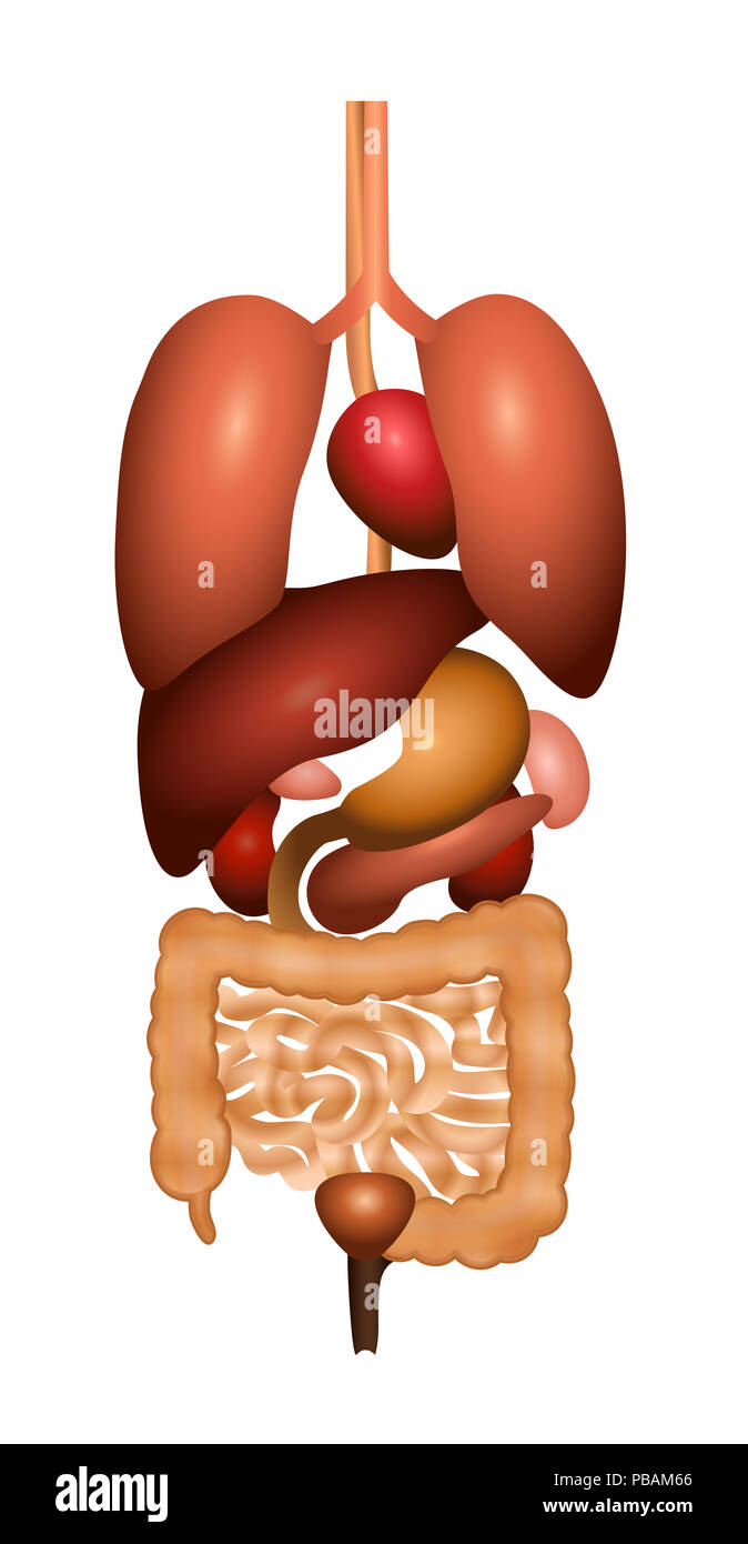 Verdauung - Magen-Darm-Trakt mit inneren Organen. 3D-Darstellung der menschlichen Anatomie Illustration - auf weißem Hintergrund. Stockfoto
