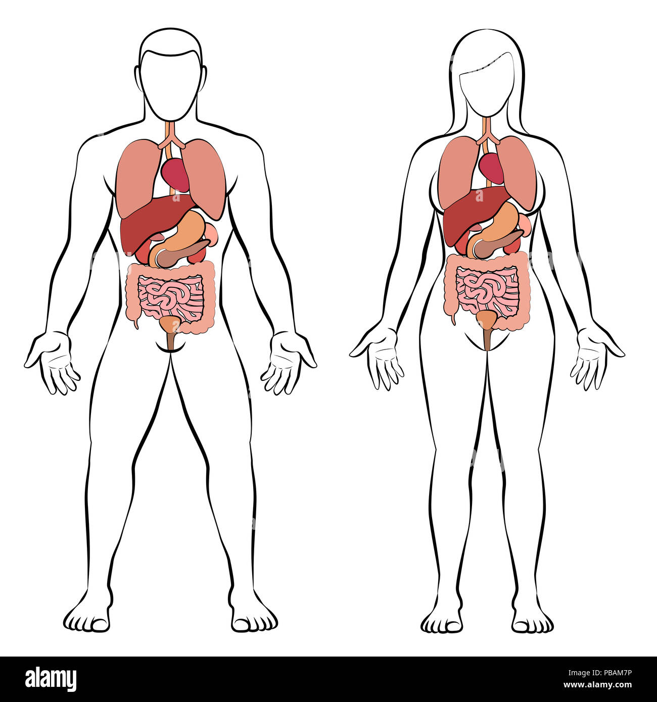 Verdauungstrakt mit inneren Organen, männlichen und weiblichen Körper - schematische Darstellung der menschlichen Anatomie Illustration - auf weißem Hintergrund. Stockfoto