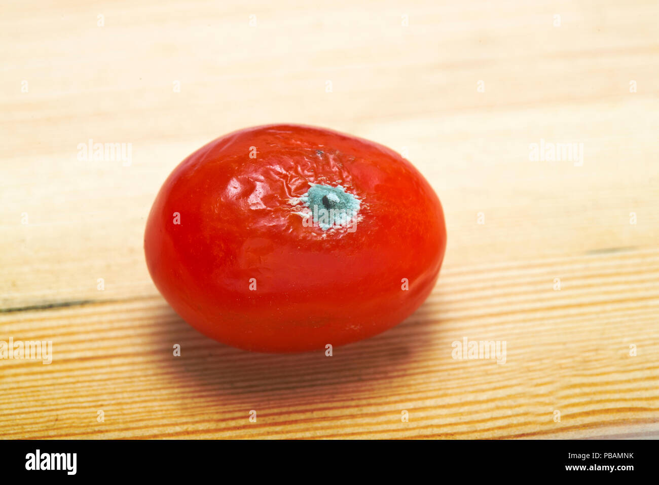 Morsche alte Tomate mit Mehltau Stockfoto
