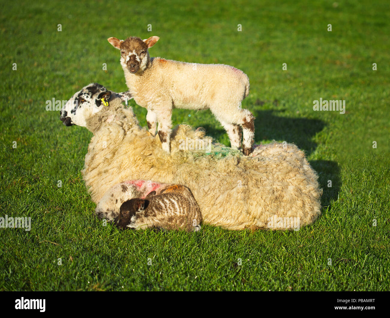 Eine Feder Lamm stehen auf der Mütter zurück Stockfoto